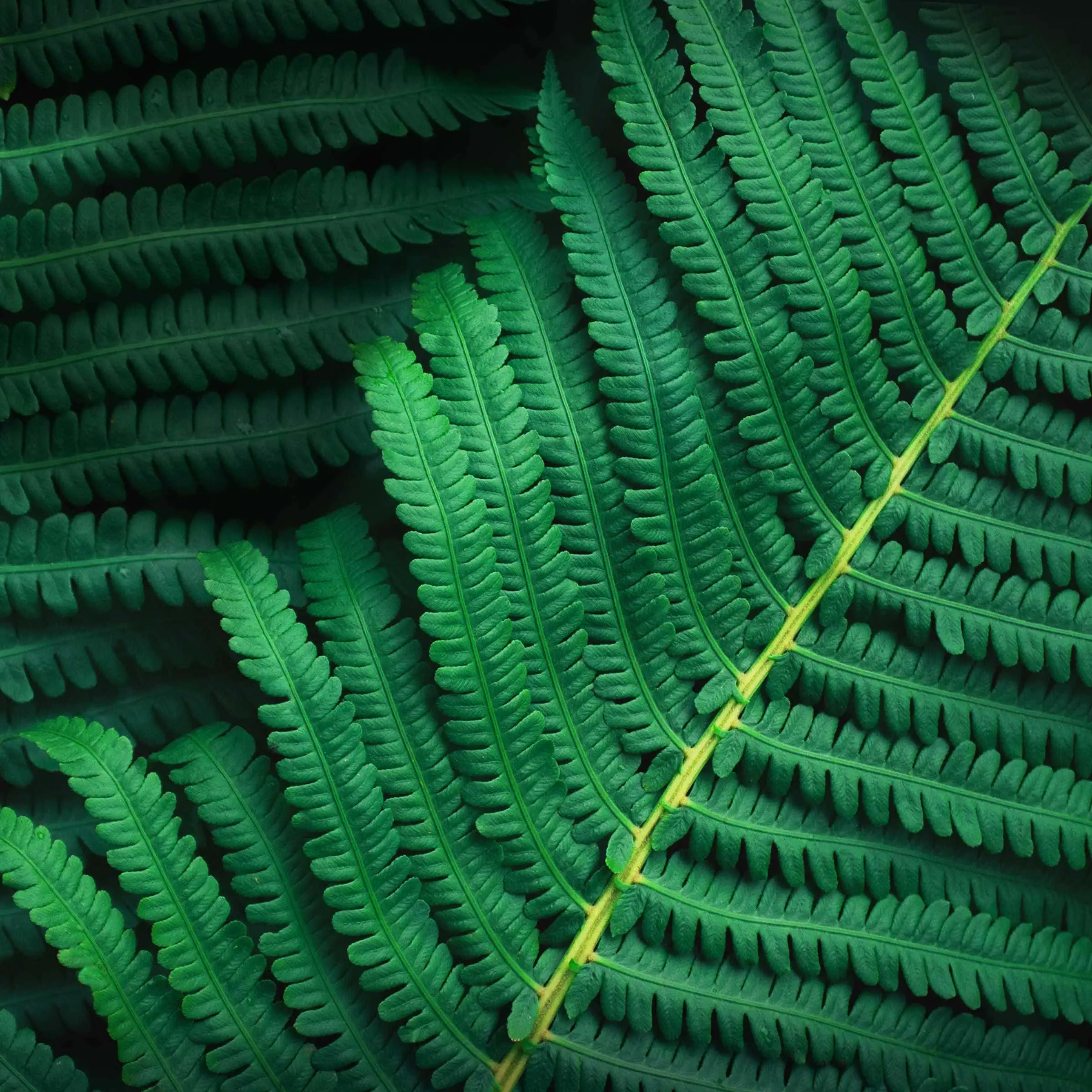 ZenFone 10 Stock Wallpapers green