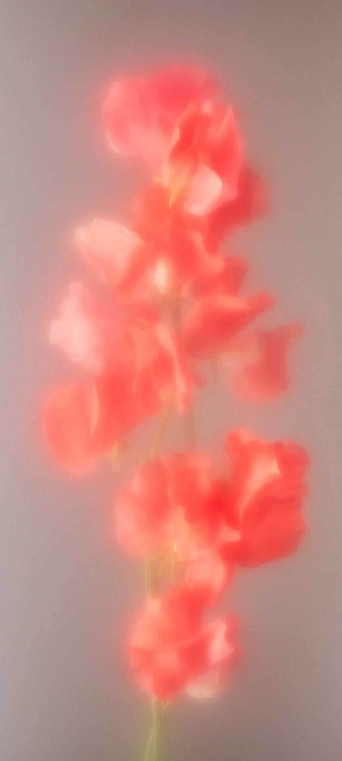 Nothing Phone 2 Wallpapers flower