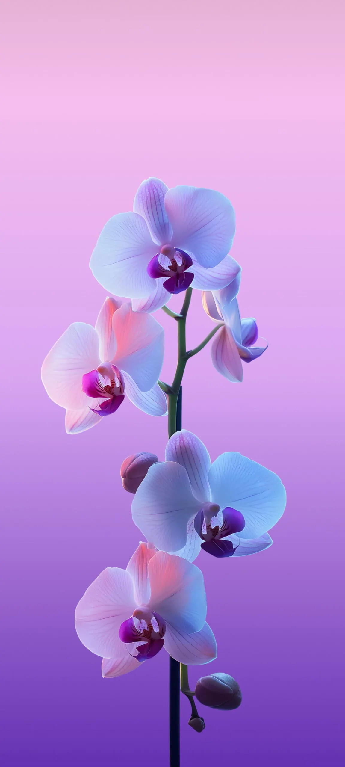 Meizu 22 Stock wallpapers pink