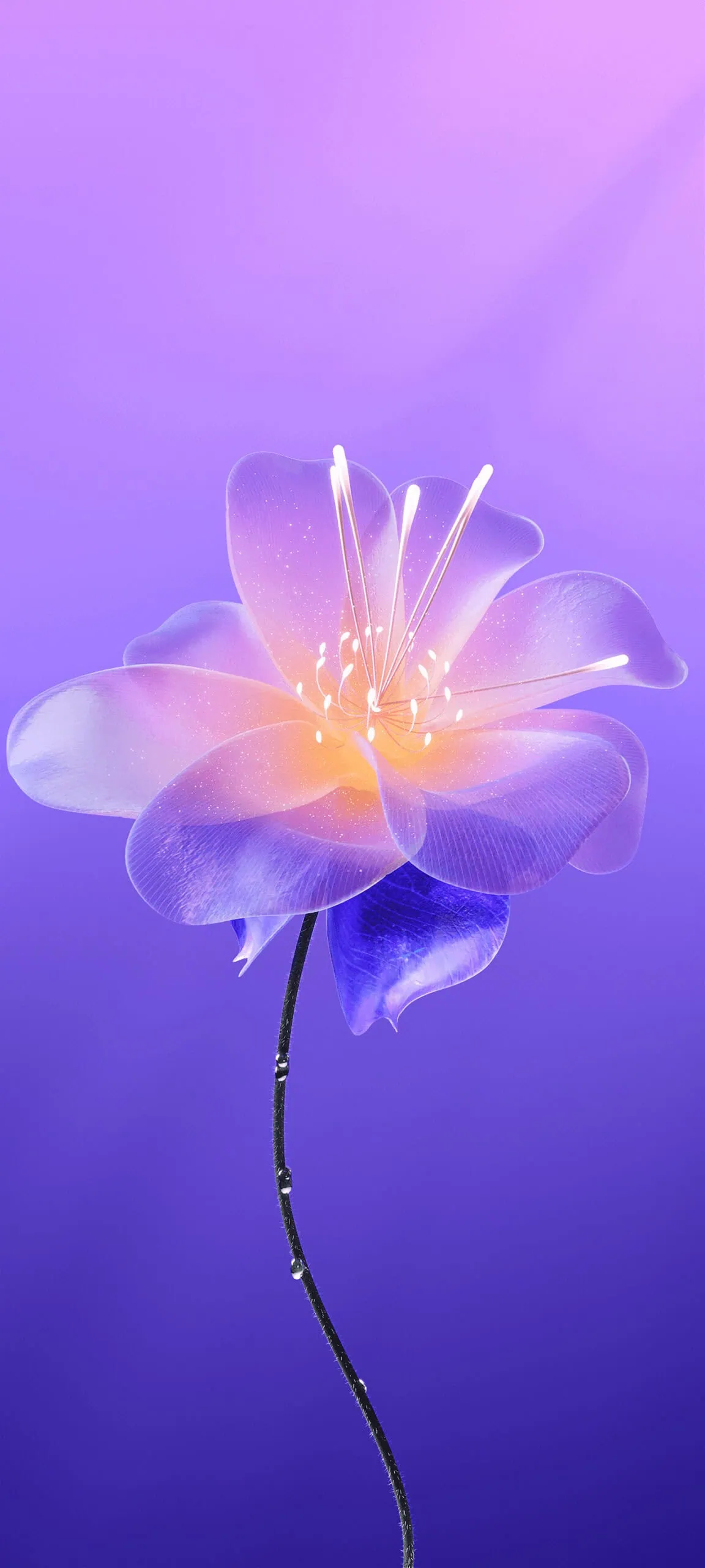 Meizu 22 Stock wallpapers flower
