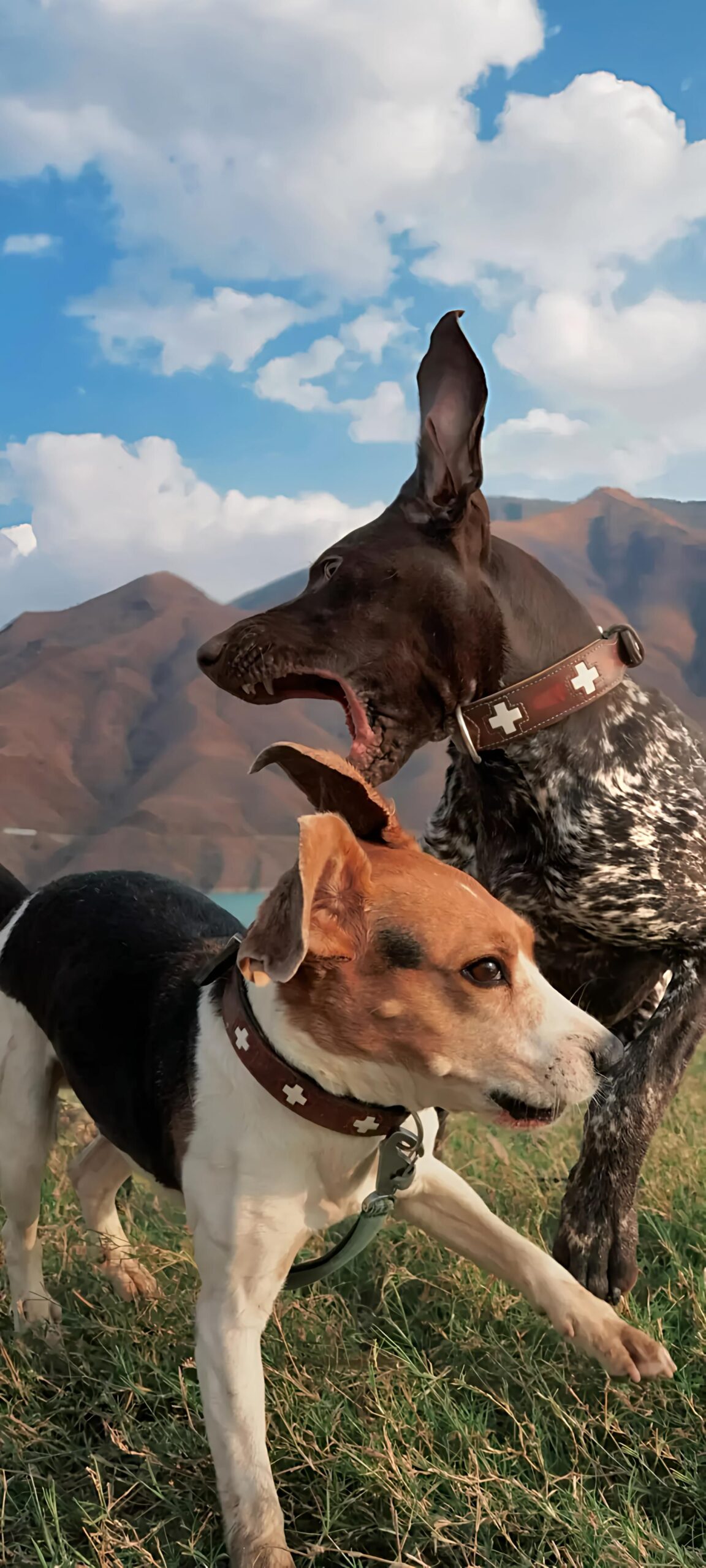 dog 2 Wallpapers from ColorOS 16