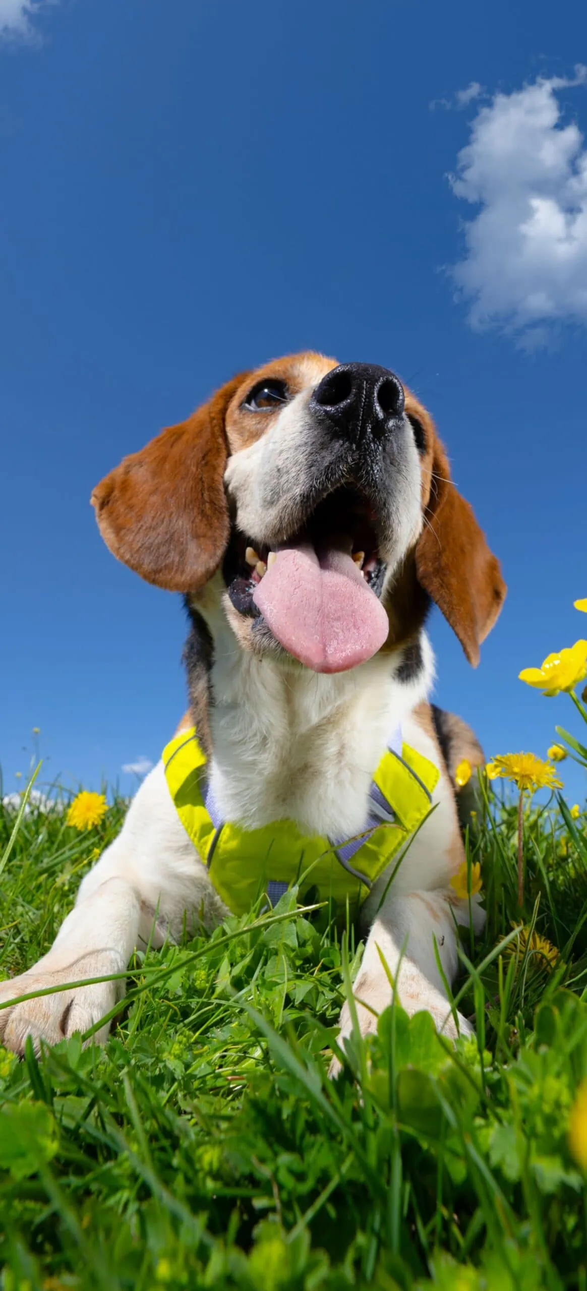 dog Wallpapers from ColorOS 16