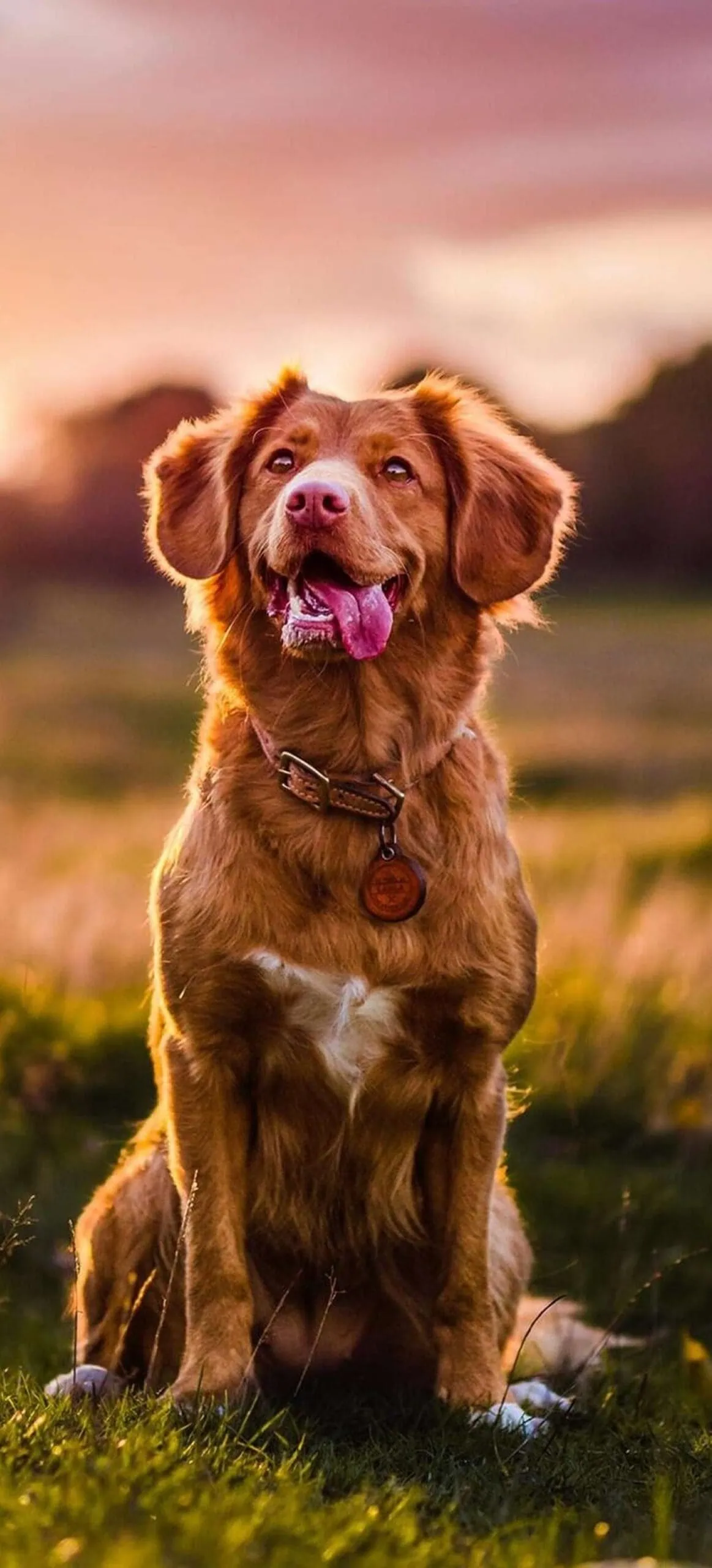 Lenovo Legion Y70 Brown Dog Portrait Wallpaper