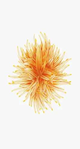 iPhone SE Wallpapers preview 1